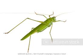 Attēlu rezultāti vaicājumam “Phaneroptera falcata”