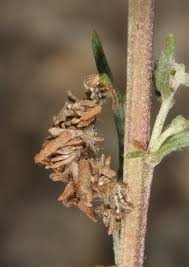 Attēlu rezultāti vaicājumam “Thetidia smaragdaria”