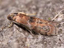 Attēlu rezultāti vaicājumam “Phycita roborella”