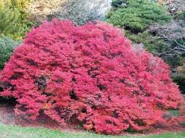 Attēlu rezultāti vaicājumam “Enkianthus chinensis leaf”