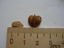 Attēlu rezultāti vaicājumam “Exochorda giraldii var. wilsonii”