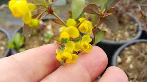 Attēlu rezultāti vaicājumam “Berberidaceae”