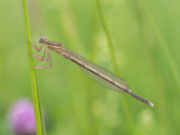 Attēlu rezultāti vaicājumam “Platycnemis pennipes male”