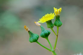 Attēlu rezultāti vaicājumam “Sonchus oleraceus bud”