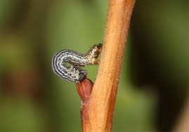 Attēlu rezultāti vaicājumam “Arichanna melanaria”