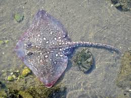 Image result for Raja straeleni