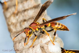 Attēlu rezultāti vaicājumam “Polistes”