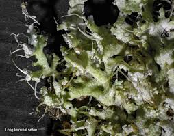 Attēlu rezultāti vaicājumam “Physcia tenella”