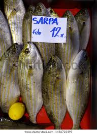 Image result for Sarpa salpa