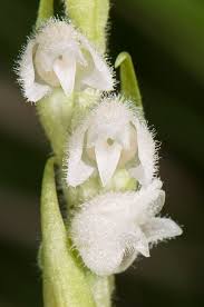Attēlu rezultāti vaicājumam “Goodyera repens flower”
