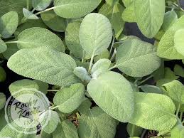 Attēlu rezultāti vaicājumam “Salvia officinalis leaf”