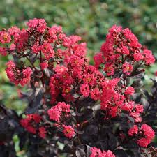 Image result for Lagerstroemia