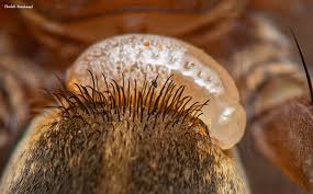 Attēlu rezultāti vaicājumam “Agelastica alni larva”