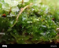 Attēlu rezultāti vaicājumam “Riccardia latifrons”