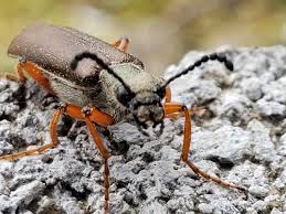 Attēlu rezultāti vaicājumam “Meloidae”