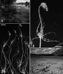 Attēlu rezultāti vaicājumam “Chara hispida”