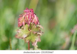 Attēlu rezultāti vaicājumam “Acer campestre flower”
