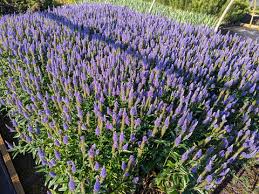 Attēlu rezultāti vaicājumam “Veronica longifolia leaf”