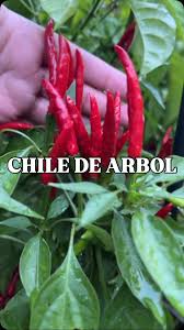 Afbeeldingsresultaat voor chile de arbol hot pepper