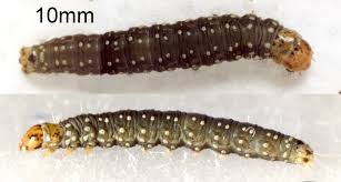 Attēlu rezultāti vaicājumam “Aphelia paleana larva”