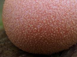 Attēlu rezultāti vaicājumam “Lycogala miserum”