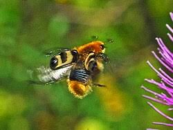 Attēlu rezultāti vaicājumam “Trichius fasciatus imago”