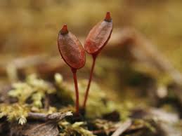 Attēlu rezultāti vaicājumam “Buxbaumia viridis sporophyte”