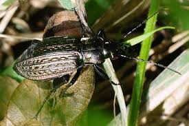Attēlu rezultāti vaicājumam “Carabus granulatus”