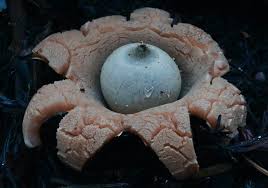 Attēlu rezultāti vaicājumam “Geastrum”