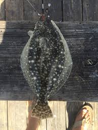 Image result for Paralichthys lethostigma