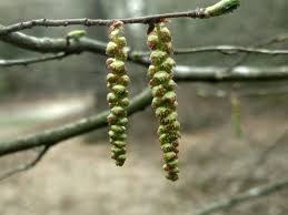 Attēlu rezultāti vaicājumam “Carpinus caroliniana male flower”