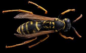 Attēlu rezultāti vaicājumam “Polistes nimpha”