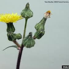 Attēlu rezultāti vaicājumam “Sonchus oleraceus bud”