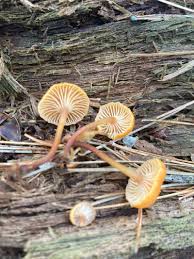 Attēlu rezultāti vaicājumam “Xeromphalina campanella”