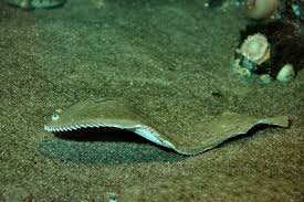 Image result for Solea solea