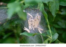 Attēlu rezultāti vaicājumam “Yponomeutidae”