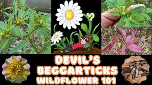 Attēlu rezultāti vaicājumam “Bidens frondosa fruit”