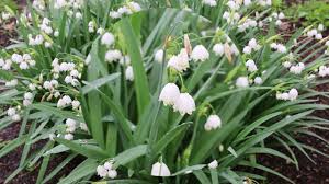 Attēlu rezultāti vaicājumam “Leucojum vernum var. carpathicum”