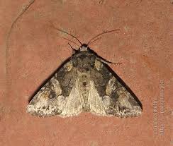 Attēlu rezultāti vaicājumam “Lacanobia contigua”