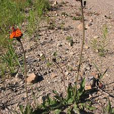 Image result for Hieracium aurantiacum