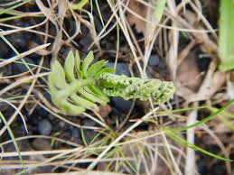 Attēlu rezultāti vaicājumam “Botrychium lunaria”