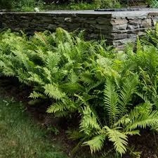 Attēlu rezultāti vaicājumam “Matteuccia struthiopteris”