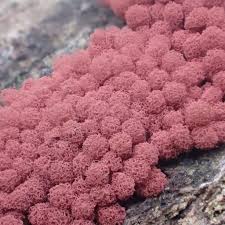 Attēlu rezultāti vaicājumam “Arcyria incarnata macro”