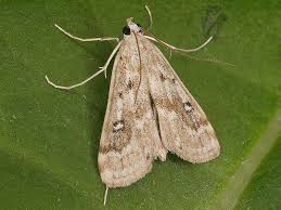 Attēlu rezultāti vaicājumam “Parapoynx stratiotata female”