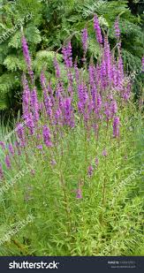 Attēlu rezultāti vaicājumam “Lythraceae”