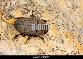 Attēlu rezultāti vaicājumam “Opatrum sabulosum”