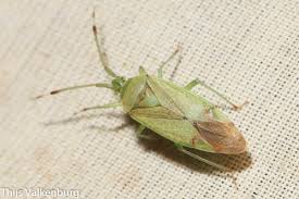 Attēlu rezultāti vaicājumam “Pantilius tunicatus”