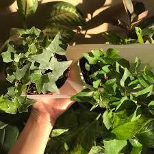 Attēlu rezultāti vaicājumam “Hedera helix  leaf”