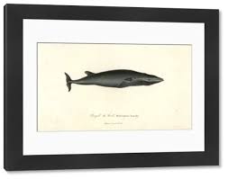 Image result for Balaenoptera borealis