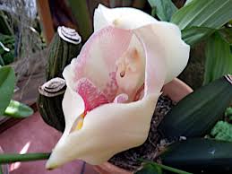 Attēlu rezultāti vaicājumam “Plantago uniflora flower”